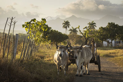 Cows standing in a field