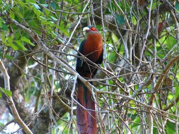 Close-up of bird perching on branch