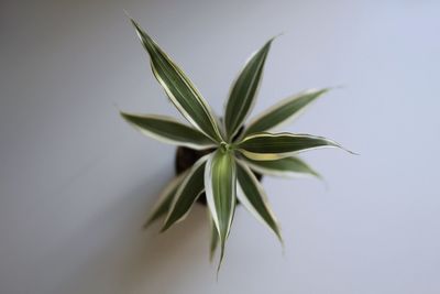 Close-up of plant against white background