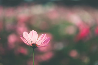 Close-up of pink flower