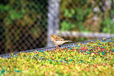 Bird perching on a plant