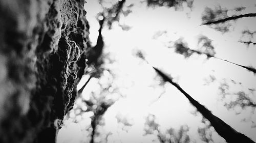 Low angle view of tree against sky