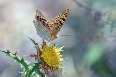 Close-up of butterfly pollinating on flower