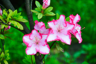 Close-up of pink flowers blooming outdoors