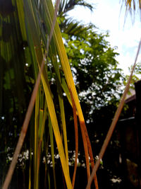 Close-up of raindrops on palm tree