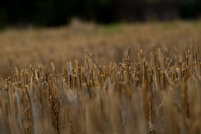 Close-up of stalks in field