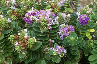 High angle view of purple flowering plants