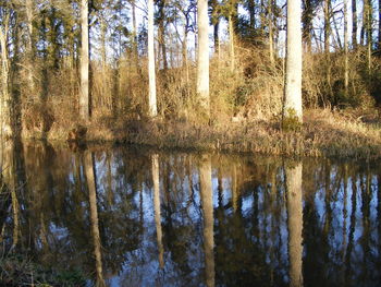 Reflection of trees in water