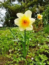 Close-up of yellow daffodil flowers