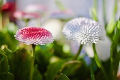 Close-up of flowers blooming outdoors