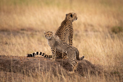 Cheetah on rock in zoo