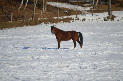 Horse on snow field during winter