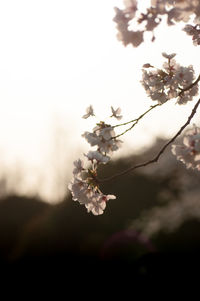Close-up of cherry blossom tree