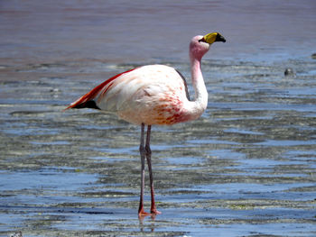 View of a bird on the beach