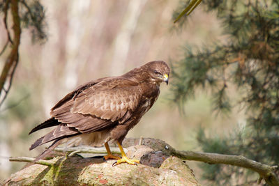 Meadow hawk sitting on pine branch in forest clearing