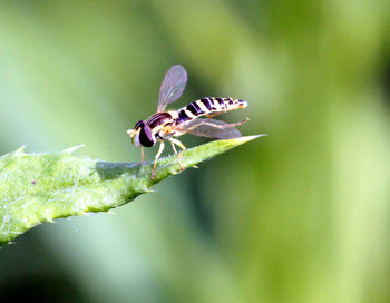 Close-up of insect on leaf