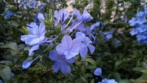 Close-up of purple flowers blooming outdoors