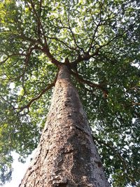 Low angle view of tree against sky