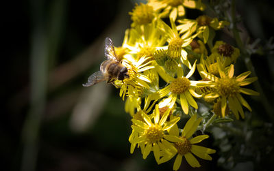 Close-up of bee pollinating on yellow flowers