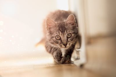 Close-up portrait of cat walking on floor