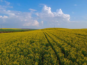 Aerial drone picture closely over a growing canola field in sunset. 