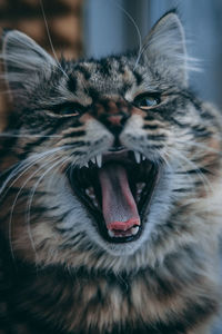 Cat epically yawns. sleepy grey kitty cat yawning. portrait closeup