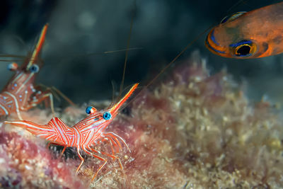 Close-up of fish swimming in sea