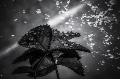 Close-up of raindrops on flower