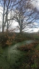 Scenic view of lake in forest