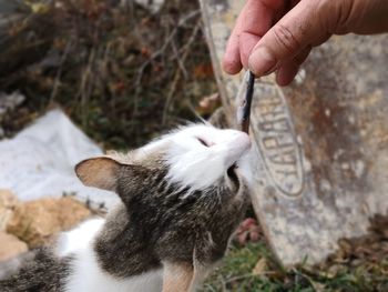 Full length of hand holding cat