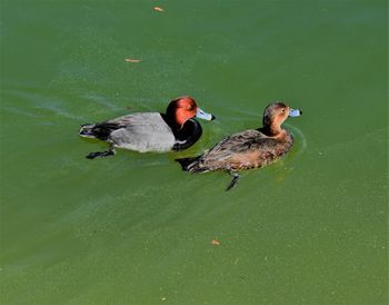 High angle view of duck swimming on lake