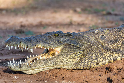 Close-up of a reptile