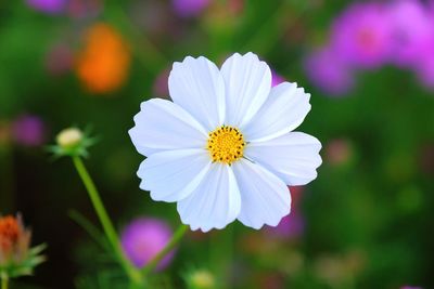 Close-up of cosmos blooming outdoors