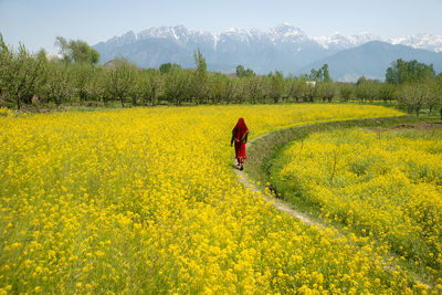 Rear view of woman walking amidst yellow flowering plant