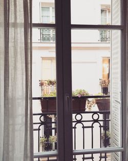 Close-up of potted plants in balcony