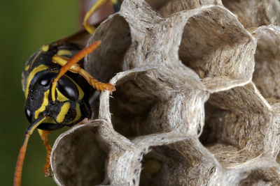 Paper wasp building the nest