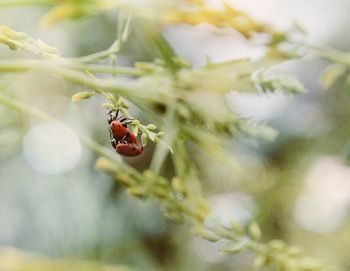 Close-up of insect on plant