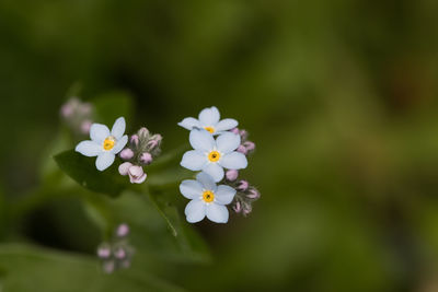 Close-up of white flowering plant