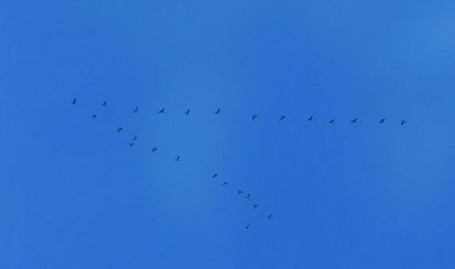 Low angle view of birds flying in sky