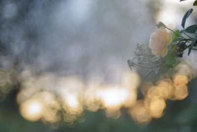 Close-up of white flowering plant