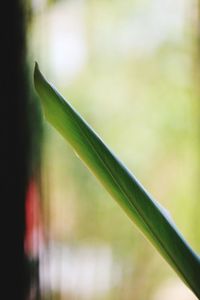 Close-up of bamboo plant on field