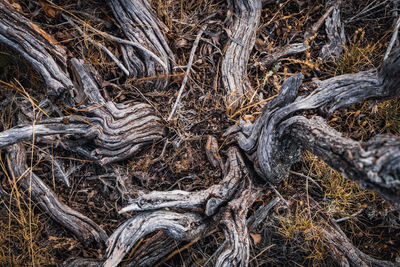 Full frame shot of tree roots