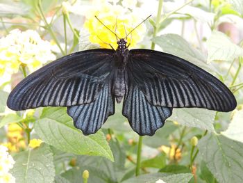 Close-up of butterfly on flower