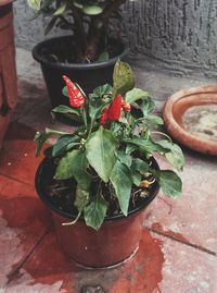 High angle view of potted plant on table