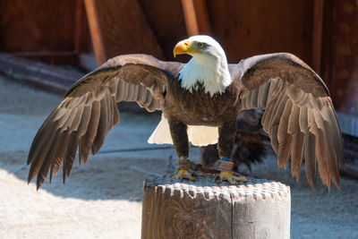 Birds flying over wooden post