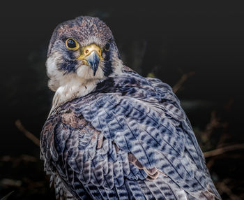 Peregrine falcon