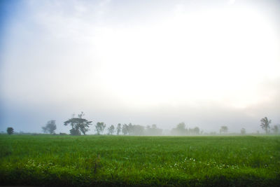 Scenic view of field against sky