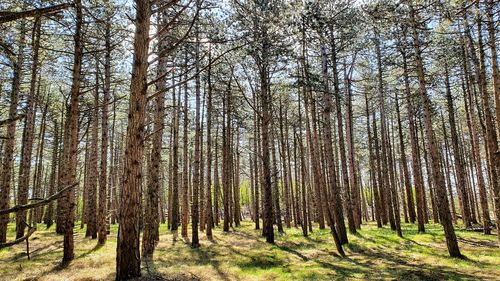 Pine trees in forest