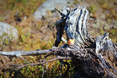 Close-up of lizard on tree stump