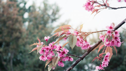 Close-up of pink bougainvillea blooming on tree